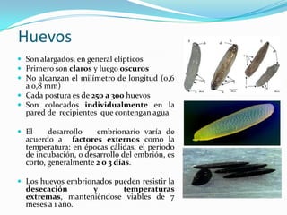 Huevos
 Son alargados, en general elípticos
 Primero son claros y luego oscuros
 No alcanzan el milímetro de longitud (0,6
a 0,8 mm)
 Cada postura es de 250 a 300 huevos
 Son colocados individualmente en la
pared de recipientes que contengan agua
 El desarrollo embrionario varía de
acuerdo a factores externos como la
temperatura; en épocas cálidas, el período
de incubación, o desarrollo del embrión, es
corto, generalmente 2 o 3 días.
 Los huevos embrionados pueden resistir la
desecación y temperaturas
extremas, manteniéndose viables de 7
meses a 1 año.
 