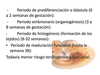 - Periodo de prediferenciación o blástula (0
a 2 semanas de gestación):
- Periodo embrionario (organogénesis) (3 a
8 semanas de gestación):
- Periodo de histogénesis (formación de los
tejidos) (8-32 semanas):
• Periodo de maduración funcional (hasta la
semana 38):
Todavía menor riesgo teratogénico y funcional.
 