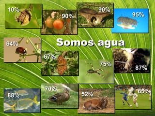 Somos agua 95% 90% 65% 90% 87% 88% 75% 52% 70% 67% 64% 10% 