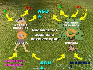 LUZ CO 2 O 2 AGUA AGUA MINERALES MATERIA ORGÁNICA ENERGÍA MATERIA ORGÁNICA ENERGÍA CO 2 O 2 ALIMENTO ORGÁNICO Necesitamos agua para devolver agua 