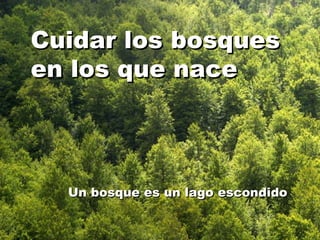 Cuidar los bosques en los que nace Un bosque es un lago escondido 