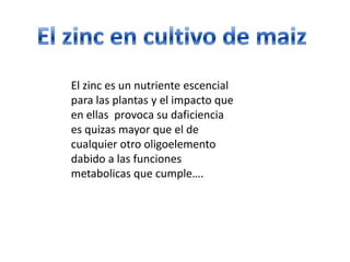El zinc es un nutriente escencial
para las plantas y el impacto que
en ellas provoca su daficiencia
es quizas mayor que el de
cualquier otro oligoelemento
dabido a las funciones
metabolicas que cumple….
 