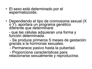 El sexo está determinado por el espermatozoide. Dependiendo el tipo de cromosoma sexual (X o Y), aportara un programa genético diferente que determinará: - que las células adquieran una forma y función determinada. - Se produce primeros 5 meses de gestación gracias a la hormonas sexuales. - Permanece pasivo hasta la pubertad. - Proporciona características para relacionarse sexualmente y reproducirse. 