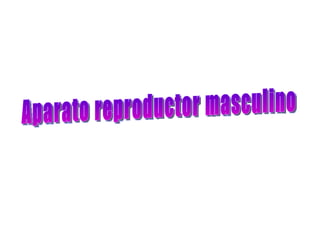 Aparato reproductor masculino 