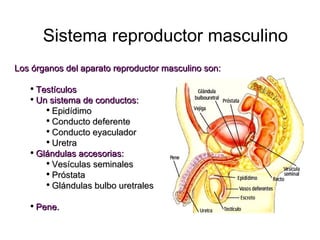 Sistema reproductor masculino Los órganos del aparato reproductor masculino son: Testículos Un sistema de conductos: Epidídimo Conducto deferente Conducto eyaculador Uretra Glándulas accesorias: Vesículas seminales Próstata Glándulas bulbo uretrales Pene. 