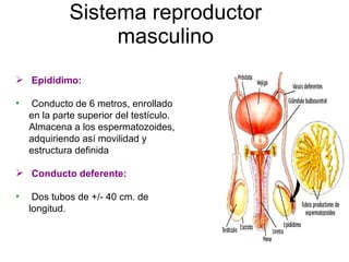 Sistema reproductor masculino Epidídimo:  Conducto de 6 metros, enrollado en la parte superior del testículo.  Almacena a los espermatozoides, adquiriendo así movilidad y estructura definida Conducto deferente:  Dos tubos de +/- 40 cm. de longitud. 