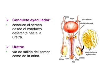 Conducto eyaculador: conduce el semen desde el conducto deferente hasta la uretra. Uretra:   vía de salida del semen como de la orina. 