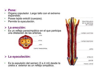 Pene:   Órgano copulador. Largo tallo con el extremo expandido. Posee tejido eréctil (cuerpos). Permite la eyaculación. La erección:   Es un reflejo parasimpático en el que participa una dilatación de las arterias. La eyaculación: Es la expulsión del semen (3 a 4 ml) desde la uretra a  exterior es un reflejo simpático. CORTE TRANSVERSAL 