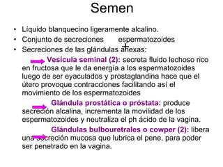 Semen Líquido blanquecino ligeramente alcalino. Conjunto de secreciones  espermatozoides Secreciones de las glándulas anexas: Vesícula seminal (2):  secreta fluido lechoso rico en fructosa que le da energía a los espermatozoides luego de ser eyaculados y prostaglandina hace que el útero provoque contracciones facilitando así el movimiento de los espermatozoides Glándula prostática o próstata:  produce secreción alcalina, incrementa la movilidad de los espermatozoides y neutraliza el ph ácido de la vagina. Glándulas bulbouretrales o cowper (2):  libera una secreción mucosa que lubrica el pene, para poder ser penetrado en la vagina. 