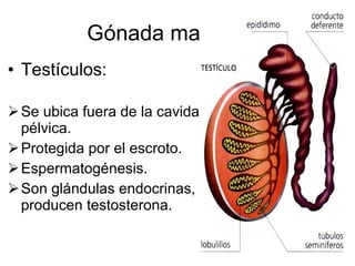 Gónada masculina Testículos: Se ubica fuera de la cavidad pélvica. Protegida por el escroto. Espermatogénesis. Son glándulas endocrinas, producen testosterona. 