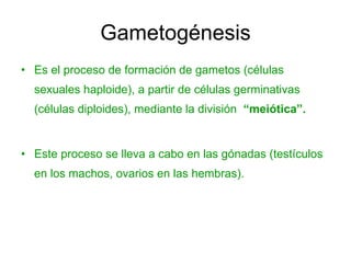 Gametogénesis Es el proceso de formación de gametos (células sexuales haploide), a partir de células germinativas  (células diploides), mediante la división  “meiótica”. Este proceso se lleva a cabo en las gónadas (testículos en los machos, ovarios en las hembras). 