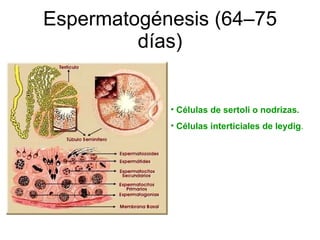 Espermatogénesis (64–75 días) Células de sertoli o nodrizas.   Células interticiales de leydig . 