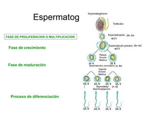 Espermatogénesis. FASE DE PROLIFERACION O MULTIPLICACION  Fase de   crecimiento Fase de maduración Proceso de   diferenciación (2n, 2c) (n, 2c) (2n, 4c) (n, c) 