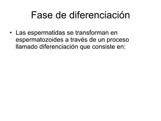 Fase de diferenciación Las espermatidas se transforman en espermatozoides a través de un proceso llamado diferenciación que consiste en: 