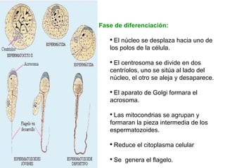 Fase de diferenciación: El núcleo se desplaza hacia uno de los polos de la célula. El centrosoma se divide en dos centríolos, uno se sitúa al lado del núcleo, el otro se aleja y desaparece. El aparato de Golgi formara el acrosoma. Las mitocondrias se agrupan y formaran la pieza intermedia de los espermatozoides. Reduce el citoplasma celular Se  genera el flagelo. 