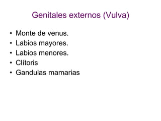 Genitales externos (Vulva) Monte de venus. Labios mayores. Labios menores. Clítoris Gandulas mamarias 