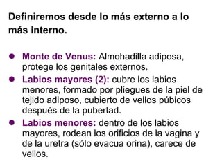Definiremos desde lo más externo a lo  más interno. Monte de Venus:   Almohadilla adiposa, protege los genitales externos. Labios mayores (2):   cubre los labios menores, formado por pliegues de la piel de tejido adiposo, cubierto de vellos púbicos después de la pubertad. Labios menores:  dentro de los labios mayores, rodean los orificios de la vagina y de la uretra (sólo evacua orina), carece de vellos. 