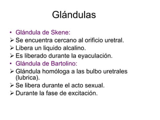 Glándulas Glándula de Skene: Se encuentra cercano al orificio uretral. Libera un liquido alcalino. Es liberado durante la eyaculación. Glándula de Bartolino: Glándula homóloga a las bulbo uretrales (lubrica). Se libera durante el acto sexual. Durante la fase de excitación. 