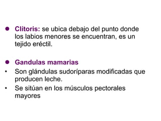 Clítoris:  se ubica debajo del punto donde los labios menores se encuentran, es un tejido eréctil. Gandulas mamarias Son glándulas sudoríparas modificadas que producen leche. Se sitúan en los músculos pectorales mayores 