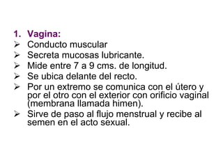 Vagina: Conducto muscular Secreta mucosas lubricante. Mide entre 7 a 9 cms. de longitud. Se ubica delante del recto. Por un extremo se comunica con el útero y por el otro con el exterior con orificio vaginal (membrana llamada himen). Sirve de paso al flujo menstrual y recibe al semen en el acto sexual. 