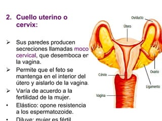 Cuello uterino o cervix:  Sus paredes producen secreciones llamadas  moco cervical , que desemboca en la vagina. Permite que el feto se mantenga en el interior del útero y aislarlo de la vagina. Varía de acuerdo a la fertilidad de la mujer. Elástico: opone resistencia a los espermatozoide. Diluye: mujer es fértil. 