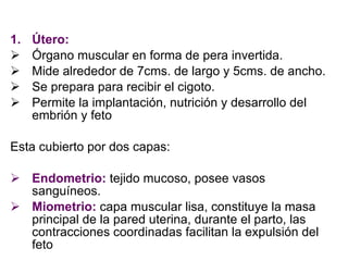 Útero:  Órgano muscular en forma de pera invertida. Mide alrededor de 7cms. de largo y 5cms. de ancho. Se prepara para recibir el cigoto. Permite la implantación, nutrición y desarrollo del embrión y feto Esta cubierto por dos capas: Endometrio:  tejido mucoso, posee vasos sanguíneos. Miometrio:  capa muscular lisa, constituye la masa principal de la pared uterina, durante el parto, las contracciones coordinadas facilitan la expulsión del feto . 