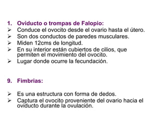 Oviducto o trompas de Falopio: Conduce el ovocito desde el ovario hasta el útero. Son dos conductos de paredes musculares. Miden 12cms de longitud. En su interior están cubiertos de cilios, que permiten el movimiento del ovocito. Lugar donde ocurre la fecundación. Fimbrias: Es una estructura con forma de dedos. Captura el ovocito proveniente del ovario hacia el oviducto durante la ovulación. 