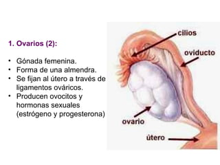 Ovarios (2):  Gónada femenina. Forma de una almendra. Se fijan al útero a través de ligamentos ováricos. Producen ovocitos y hormonas sexuales (estrógeno y progesterona) 