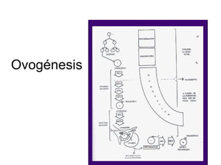 Ovogénesis 