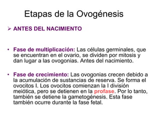 ANTES DEL NACIMIENTO Fase de multiplicación:  Las células germinales, que se encuentran en el ovario, se dividen por mitosis y dan lugar a las ovogonias. Antes del nacimiento. Fase de crecimiento:  Las ovogonias crecen debido a la acumulación de sustancias de reserva. Se forma el ovocitos I. Los ovocitos comienzan la I división meiótica, pero se detienen en la  profase . Por lo tanto, también se detiene la gametogénesis. Esta fase también ocurre durante la fase fetal. Etapas de la Ovogénesis 