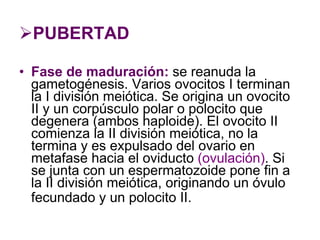 PUBERTAD Fase de maduración:  se reanuda la gametogénesis. Varios ovocitos I terminan la I división meiótica. Se origina un ovocito II y un corpúsculo polar o polocito que degenera (ambos haploide). El ovocito II comienza la II división meiótica, no la termina y es expulsado del ovario en metafase hacia el oviducto  (ovulación) . Si se junta con un espermatozoide pone fin a la II división meiótica, originando un óvulo fecundado y un polocito II.   