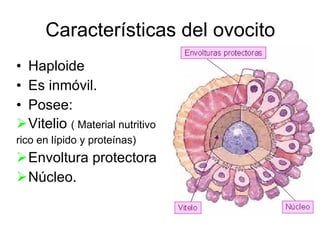 Características del ovocito Haploide Es inmóvil. Posee: Vitelio  ( Material nutritivo  rico en lípido y proteínas) Envoltura protectora Núcleo. 