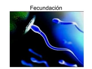 Fecundación 