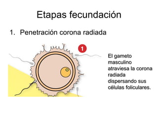 Etapas fecundación Penetración corona radiada El gameto masculino atraviesa la corona radiada dispersando sus células foliculares. 