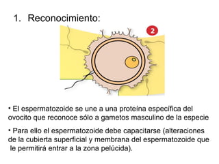 Reconocimiento: El espermatozoide se une a una proteína específica del ovocito que reconoce sólo a gametos masculino de la especie Para ello el espermatozoide debe capacitarse (alteraciones de la cubierta superficial y membrana del espermatozoide que  le permitirá entrar a la zona pelúcida). 