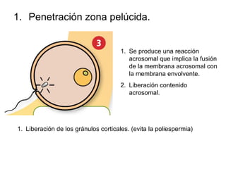 Penetración zona pelúcida. Se produce una reacción acrosomal que implica la fusión de la membrana acrosomal con la membrana envolvente. Liberación contenido acrosomal. Liberación de los gránulos corticales. (evita la poliespermia) 
