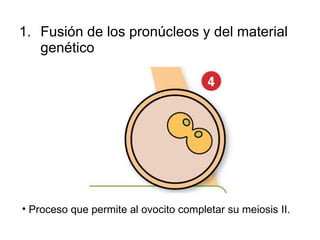 Fusión de los pronúcleos y del material genético Proceso que permite al ovocito completar su meiosis II. 