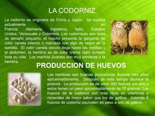 PRODUCCION DE CODORNICES | PPTX
