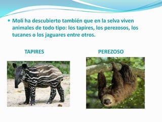  Moli ha descubierto también que en la selva viven
animales de todo tipo: los tapires, los perezosos, los
tucanes o los jaguares entre otros.
TAPIRES PEREZOSO