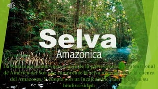 La Amazonia,es una vasta región de la parte central y septentrional
de América del Sur que comprende la selva amazónica de la cuenca
del Amazonas. Y cuenta con un incalculable valor debido a su
biodiversidad.
 