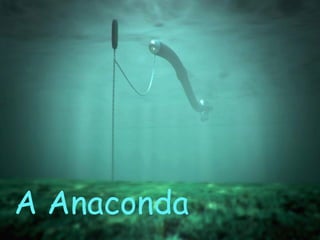 A Anaconda 