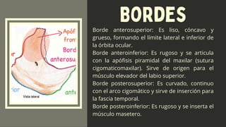 Borde Rugoso Presentación Anatomía Huesos de Cráneo y cara.pdf