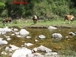 Córdoba
 