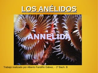 LOS ANÉLIDOSLOS ANÉLIDOS
Trabajo realizado por Alberto Fandiño Gálvez, - 1º Bach. B
 