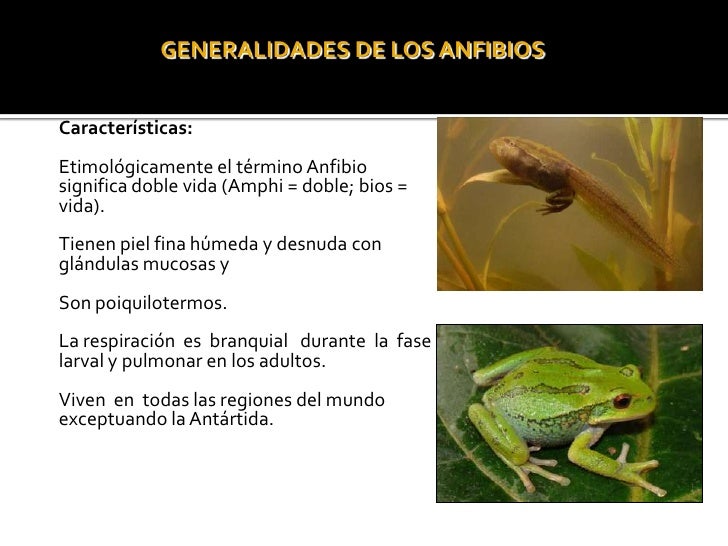 Anfibios y Reptiles