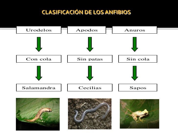Anfibios y Reptiles