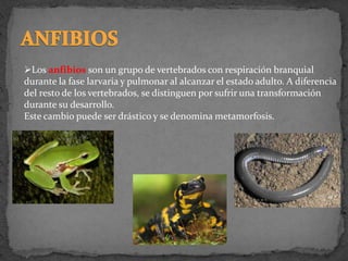 Los anfibios son un grupo de vertebrados con respiración branquial
durante la fase larvaria y pulmonar al alcanzar el estado adulto. A diferencia
del resto de los vertebrados, se distinguen por sufrir una transformación
durante su desarrollo.
Este cambio puede ser drástico y se denomina metamorfosis.
 