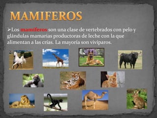 Los mamíferos son una clase de vertebrados con pelo y
glándulas mamarias productoras de leche con la que
alimentan a las crías. La mayoría son vivíparos.
 