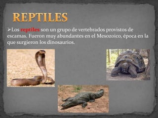 Los reptiles son un grupo de vertebrados provistos de
escamas. Fueron muy abundantes en el Mesozoico, época en la
que surgieron los dinosaurios.
 