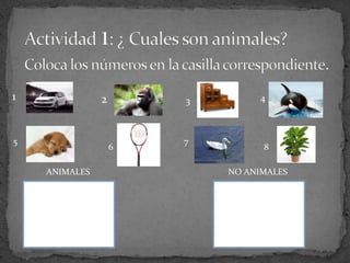 ANIMALES NO ANIMALES
1 2 3 4
8
5
6
7
 